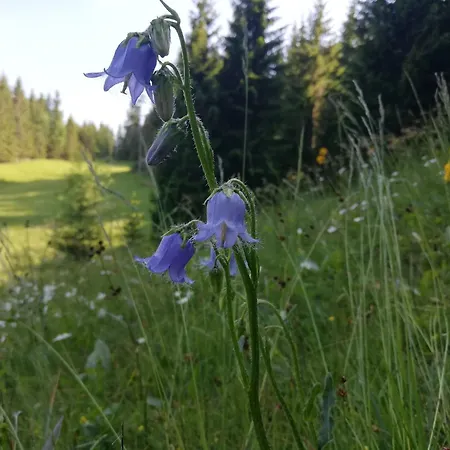 Ubytování v soukromí Soba Pri Bregarju Bohinj