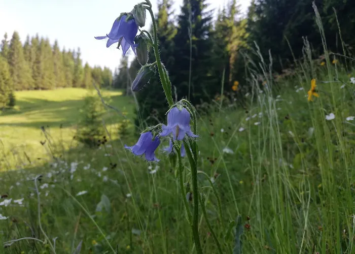 בית אירוח Soba Pri Bregarju בוהין